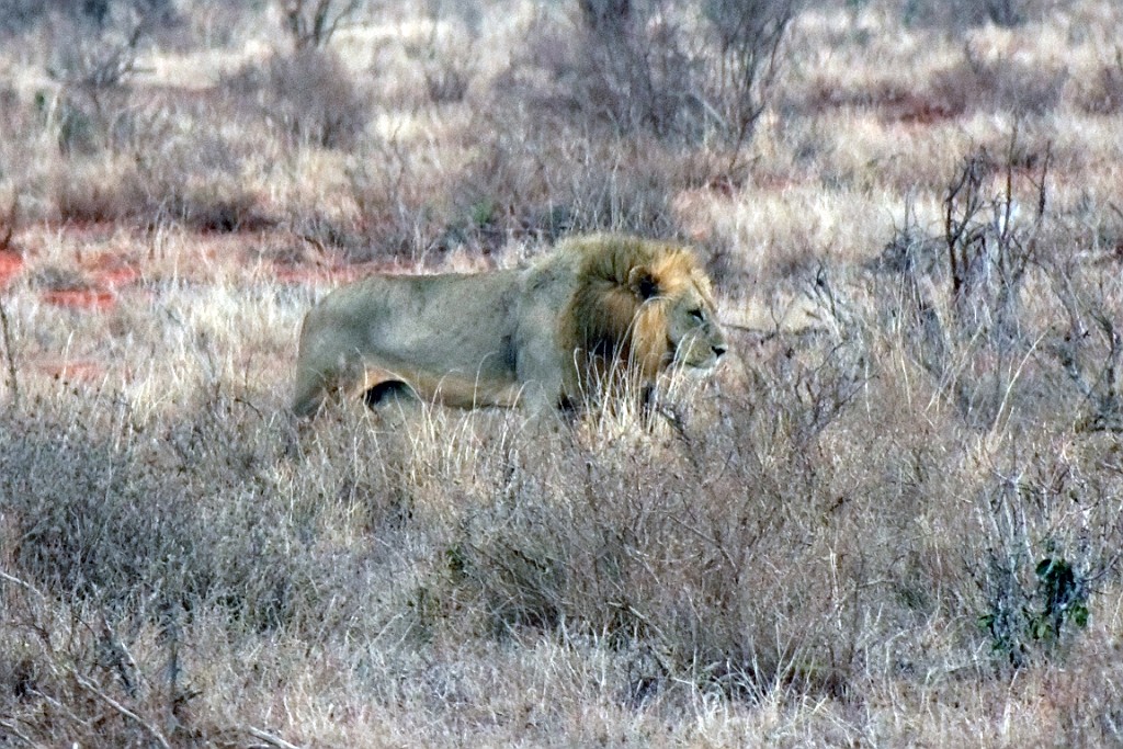 Kenia (334).jpg